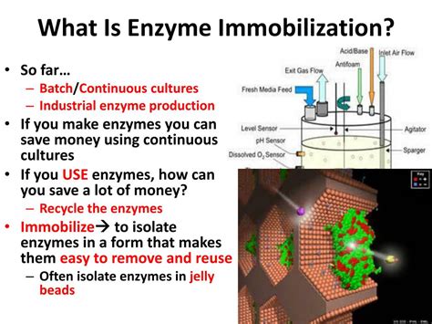 PPT - Immobilizing Enzymes PowerPoint Presentation, free download - ID:1951163