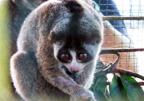 Nine Slow Lorises Return in the Wild Habitat in Sumatra (September 30, 2016) | SCORPION - THE ...