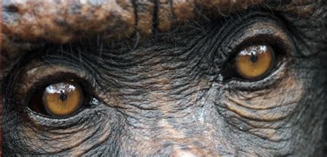 chimps-death-eyes.jpg