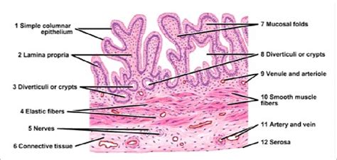 Gallbladder Histology Google Search Layers Body Layering | The Best ...