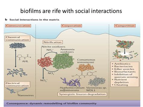 Introduction to Microbial Ecology - Microbes World