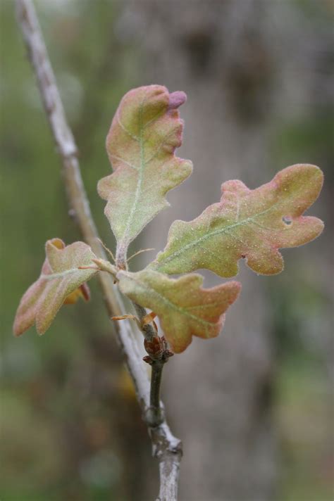 Centenary College Arboretum: Quercus alba