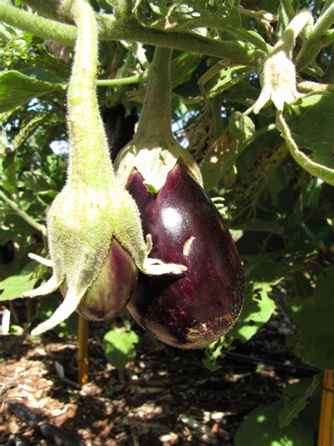 Solanum melongena (eggplant): Go Botany