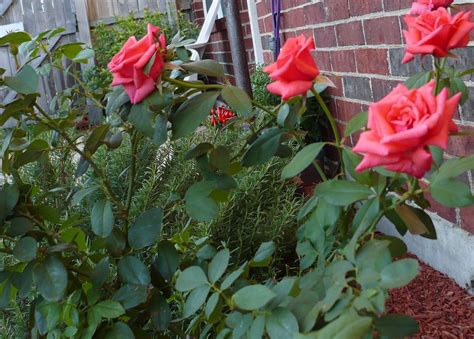 montezuma rose | Full sun garden, Rose, Sun garden