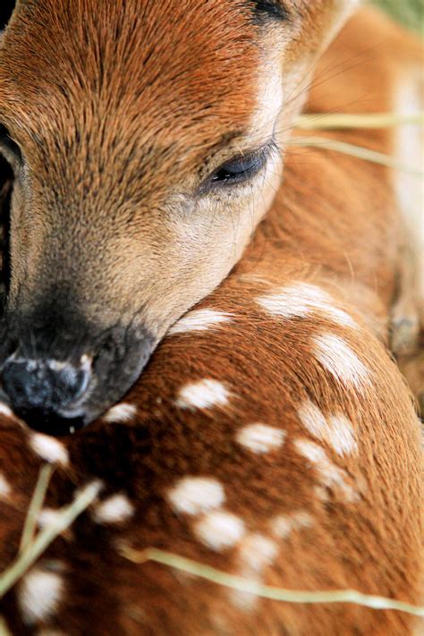 Baby Fawn by intensepizza on DeviantArt