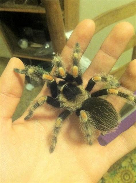 Brachypelma smithi | Arachnoboards