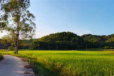 Fotografi Pemandangan Sawah Yang Akan Matang, Tanah Subur, Hijau, Padi ...