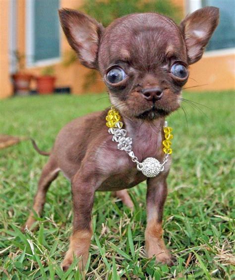 Smallest Puppy: Milly the chihuahua breaks world record (PICS & Video)