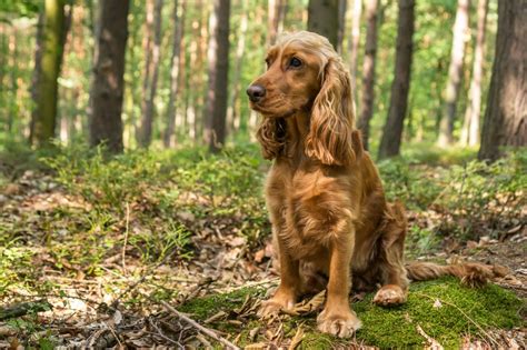 15 razze di cani di taglia media, con foto e caratteristiche