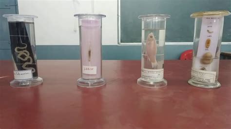 Class 11 Biology Experiment 7 - Identification Of Specimen - Animals - YouTube