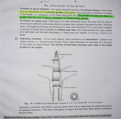 Fig. : Apical meristem : A. Root, B. Shoot Function of apical meristem