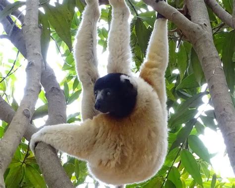 Crowned Sifaka - Facts, Diet, Habitat & Pictures on Animalia.bio