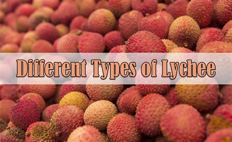 9 Different Types of Lychee with Images