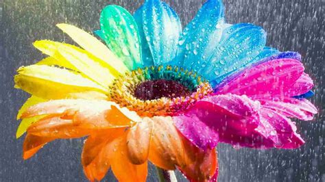 Amazing Rainbow Flowers wallpaper | 1920x1080 | #22464