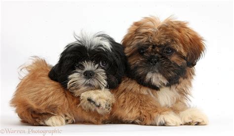 Dogs: Brown and black-and-white Shih-tzu puppies photo WP38315