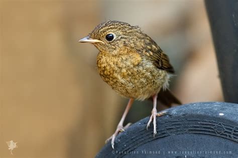 Young Robin (Erithacus rubecula) sitting on a tire | Roeselien Raimond Nature Photography