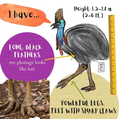 Take the cassowary quiz! – Mongabay Kids