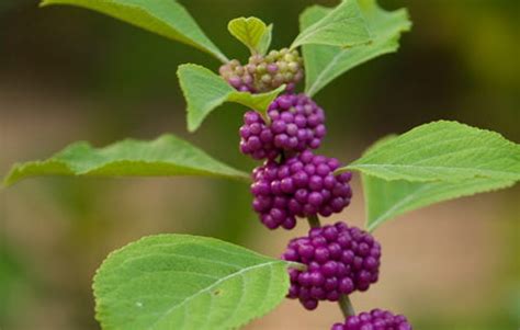 Beautyberry Jelly Herbal Recipe - Weeds and Deeds