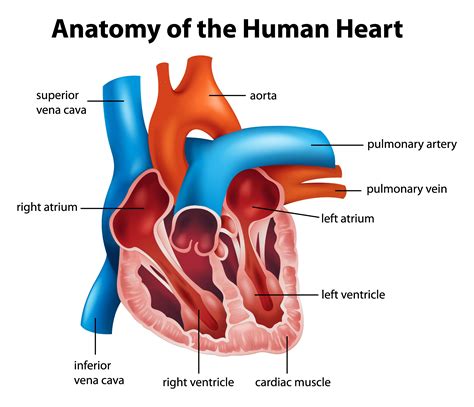 Diagnosing and Treating Acute Aortic Syndrome | HealthHub | Heart anatomy, Human heart anatomy ...