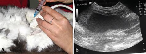 Diagnostic cystocentesis: technique and considerations | Semantic Scholar