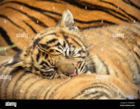 Tiger cub sleeping Stock Photo - Alamy