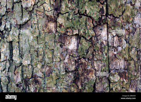 apple tree (Malus domestica), bark Stock Photo - Alamy