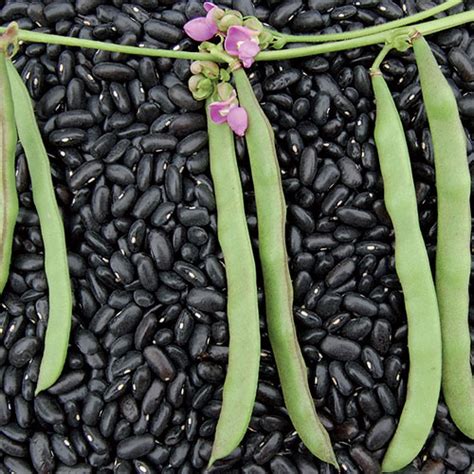 7 Heirloom Beans to Plant in Your Garden This Year