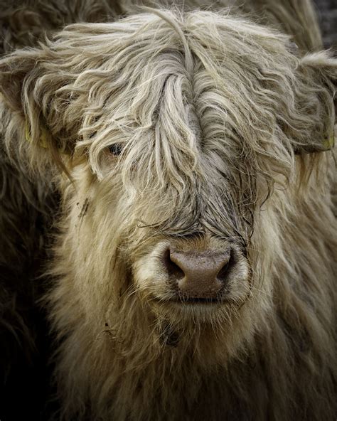 Pin by Pam Elliott on Scotland | Scottish animals, Animal faces, Breeds ...