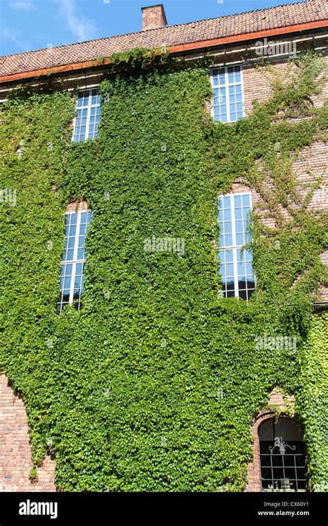 50 Pcs Boston Ivy Seeds Garden Climbing Creeper Plants Outdoor Wall Decor Plants Green ...