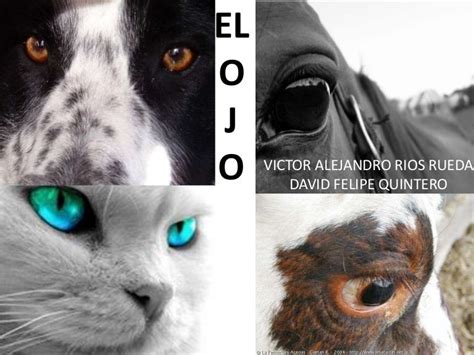 Anatomia del ojo animal