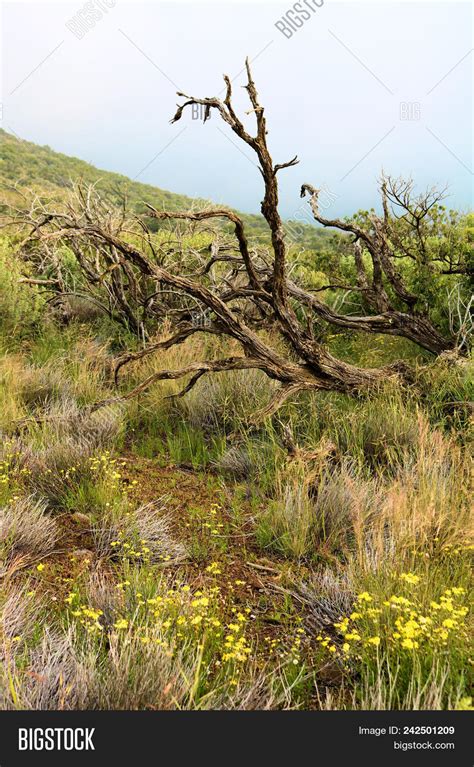 Windswept Landscape Image & Photo (Free Trial) | Bigstock