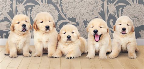 How To Start Training A Golden Retriever Puppy: Tips And Advice ...