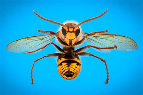 Hornets vs. Bees: What's the Difference?