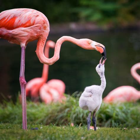 Why Are Flamingos Pink and What Does It Have to Do With Shrimp? - Wild American Shrimp