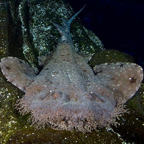 Tasselled Wobbegong - Georgia Aquarium