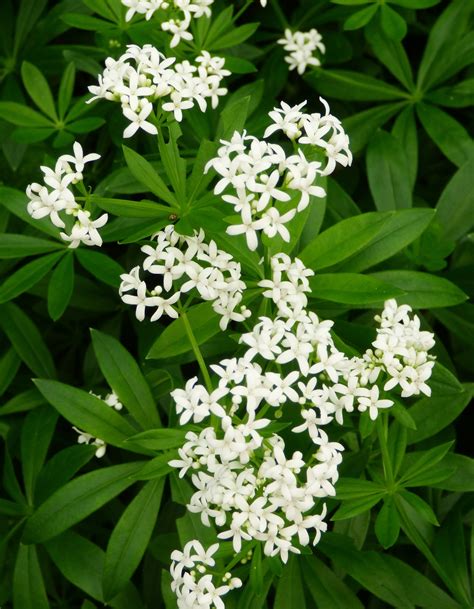 Sweet Woodruff / Galium odoratum / Edible Flowers | Ornamental plants ...