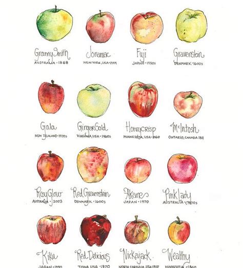 Apple Varieties and Their History | Content in a Cottage