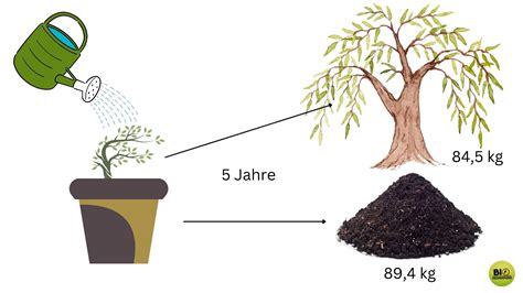 Entdeckung der Fotosynthese – Versuch von VAN HELMONT – Biofachsimplerei