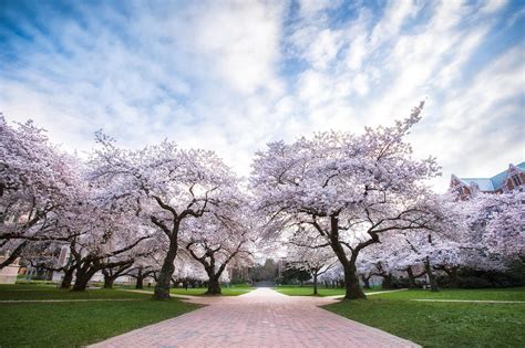 Secrets Of The University Of Washington Campus Over 119 Years | KUOW News and Information