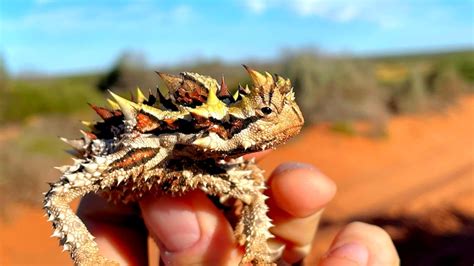 Thorny devils are older than Australia's deserts,…