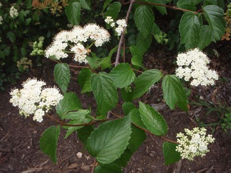 Viburnum dentatum (Arrow-wood Viburnum, Arrowwood Viburnum, Southern Arrowwood) | North Carolina ...