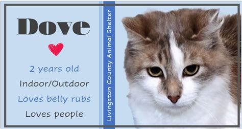 Livingston County Animal Shelter Adoption of the Week: Dove – The Livingston Post.com