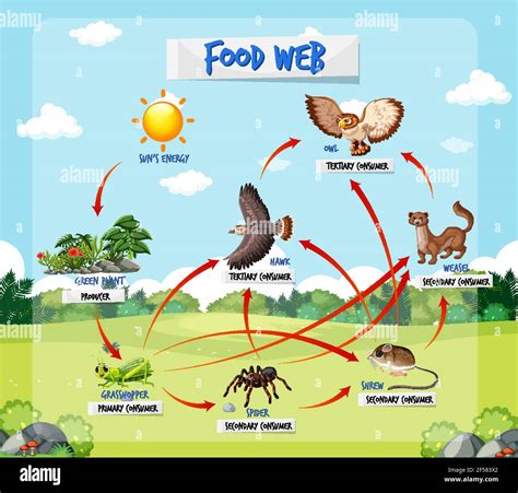 Schéma de la chaîne alimentaire sur illustration de fond de forêt Image ...