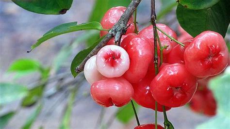 Delicious and refreshing fruits of Kerala - Healthyliving from Nature ...