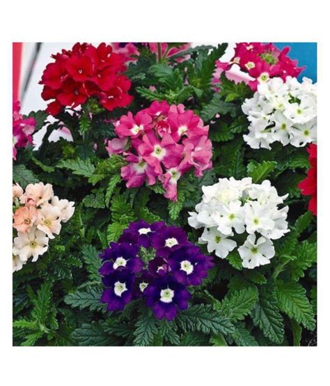 perks verbena flowers seeds with growing soil: Buy perks verbena flowers seeds with growing soil ...