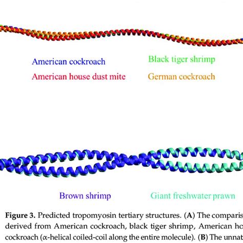 Evaluation parameters for the tertiary structure of modeled tropomyosin ...