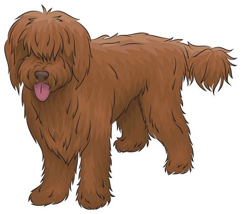 labradoodle dogs - Clip Art Library