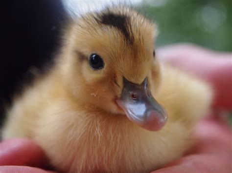 Miniature Silver Appleyard Ducklings For Sale | Dunmow, Essex ... Ducklings For Sale, Poultry ...