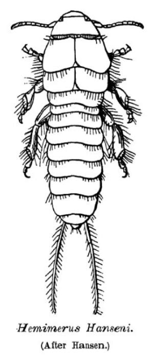 Arthropod | Encyclopedia MDPI