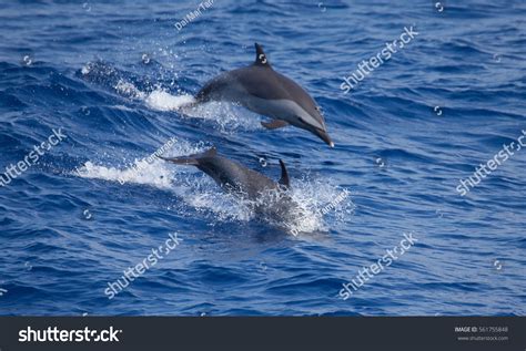 66 Pantropical Spotted Dolphin Stock Photos, Images & Photography ...